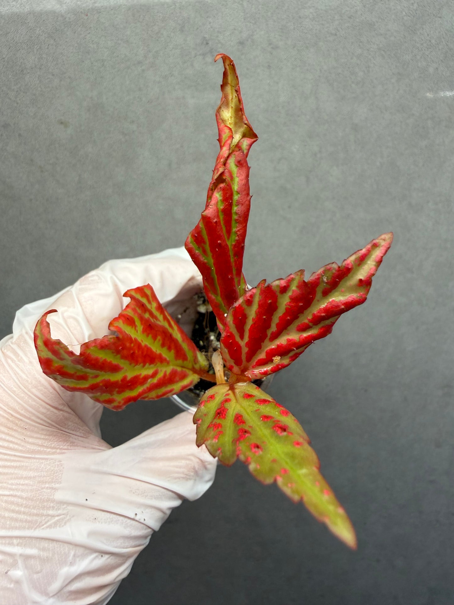 🌿Begonia sp. “Sabah Pink”