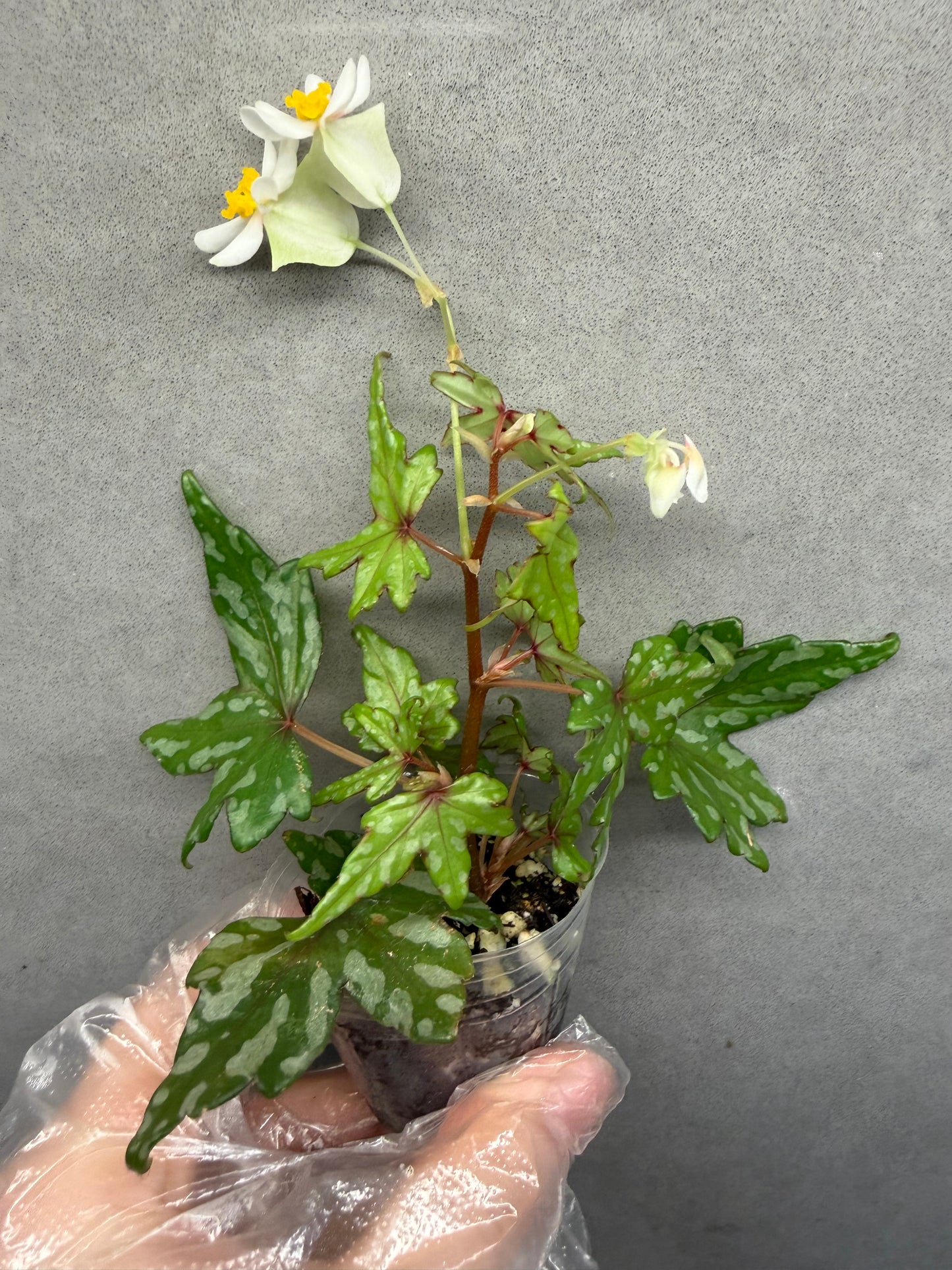 🌿 Begonia Dregei