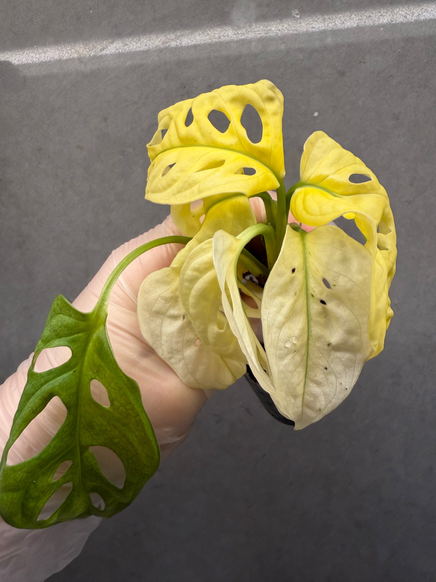 🌿monstera adansonii white monster