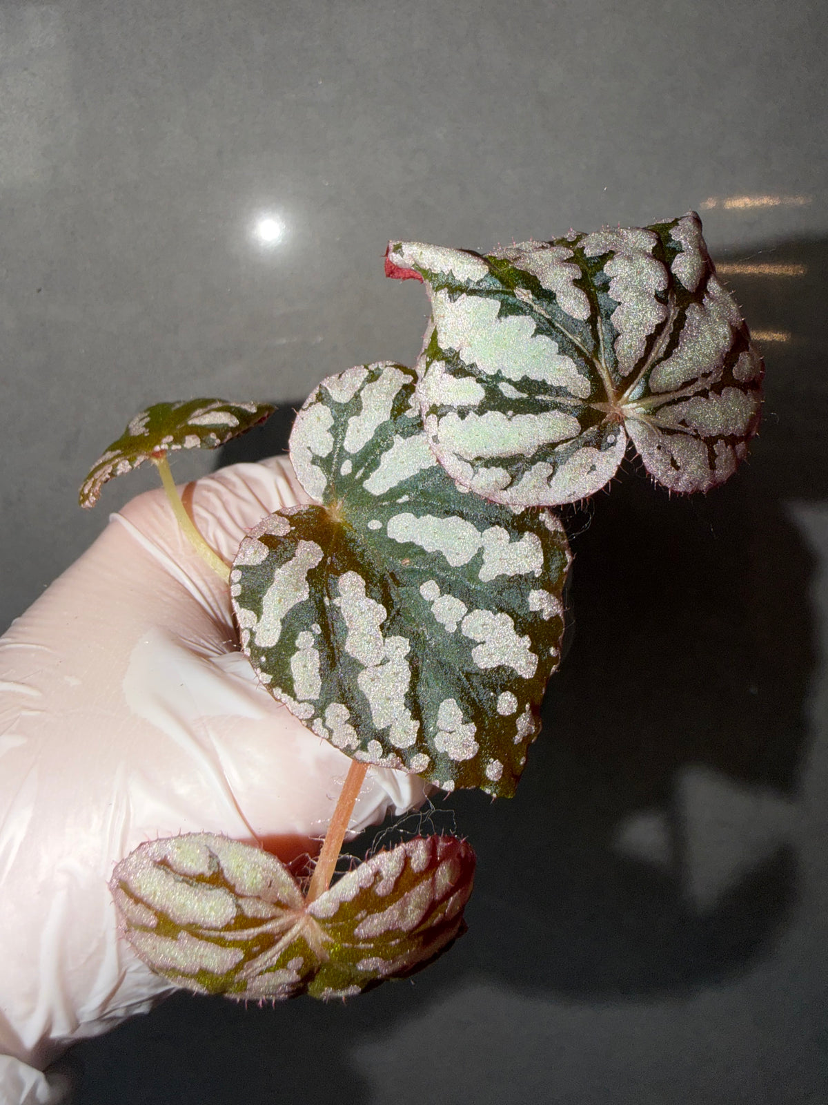 Begonia 5 Combo：Roseopunctata➕ scapigera➕U508➕ burkillii green form➕ Silver Dollar