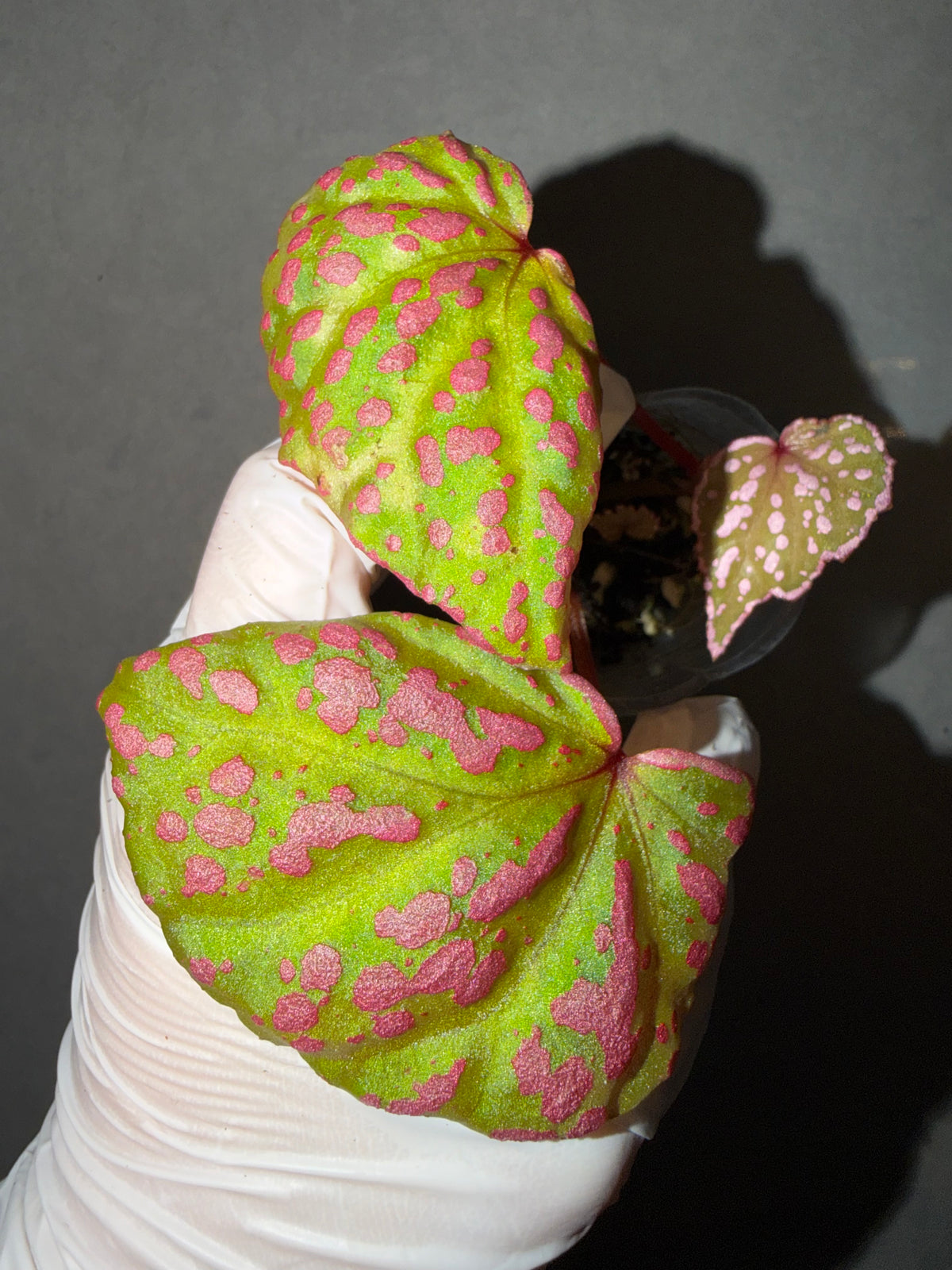 🌸Begonia Roseopunctata