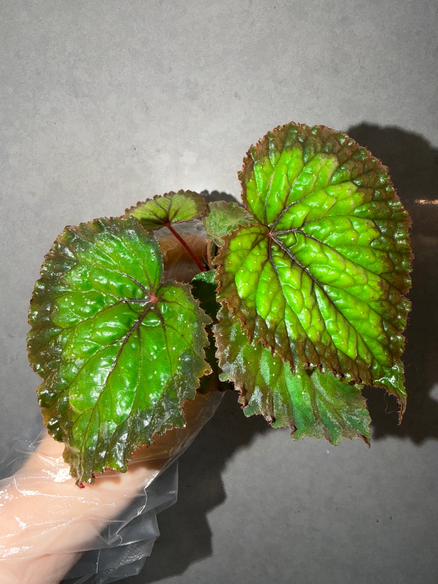 🌿Begonia NoID