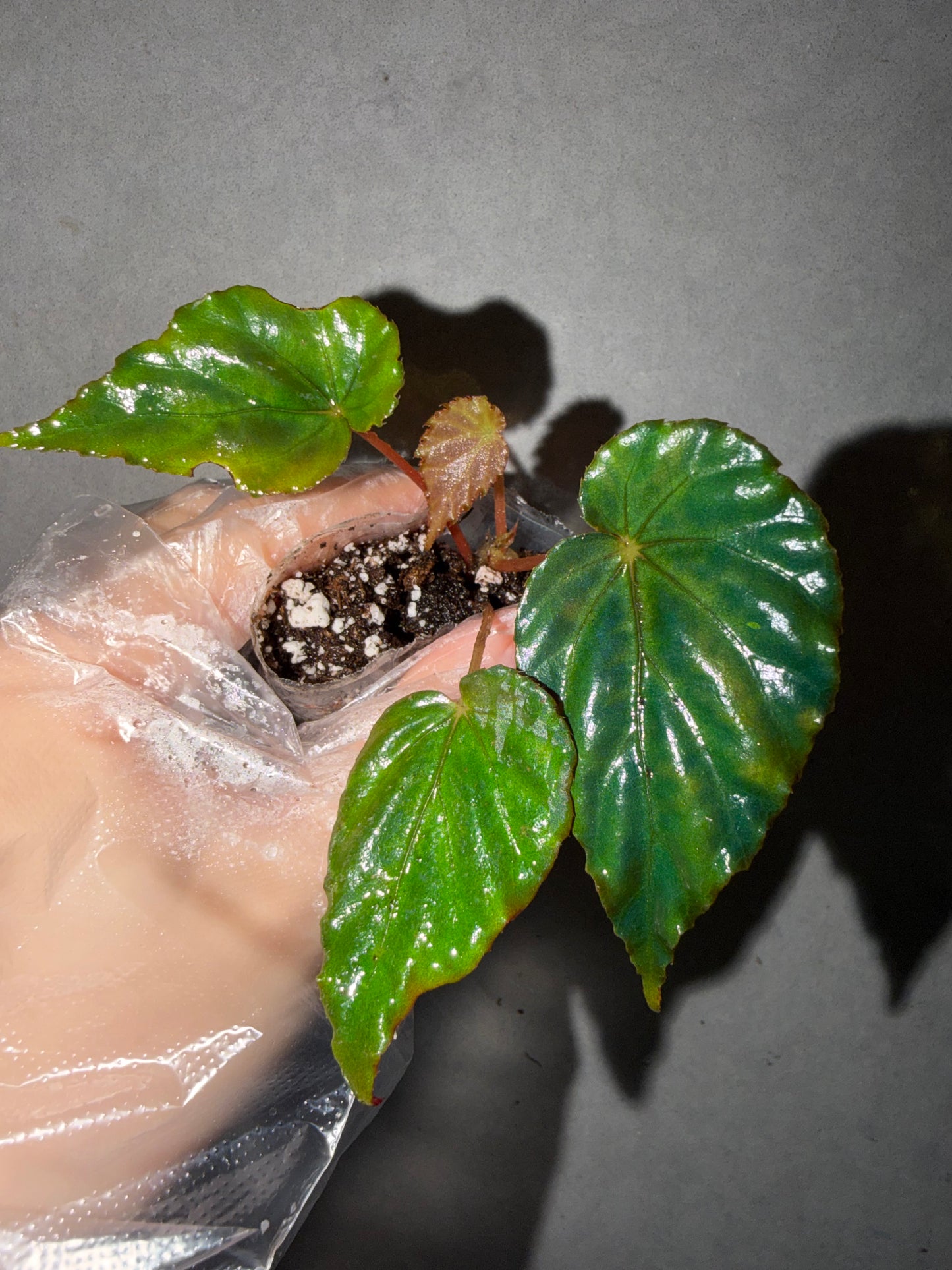 🦚 Begonia Pavonina