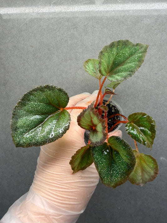 🌿 Begonia ‘Flamingo’