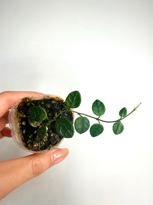 🌿 Hoya tengchongensis