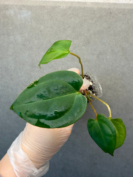 Anthurium Magnificum*Papi