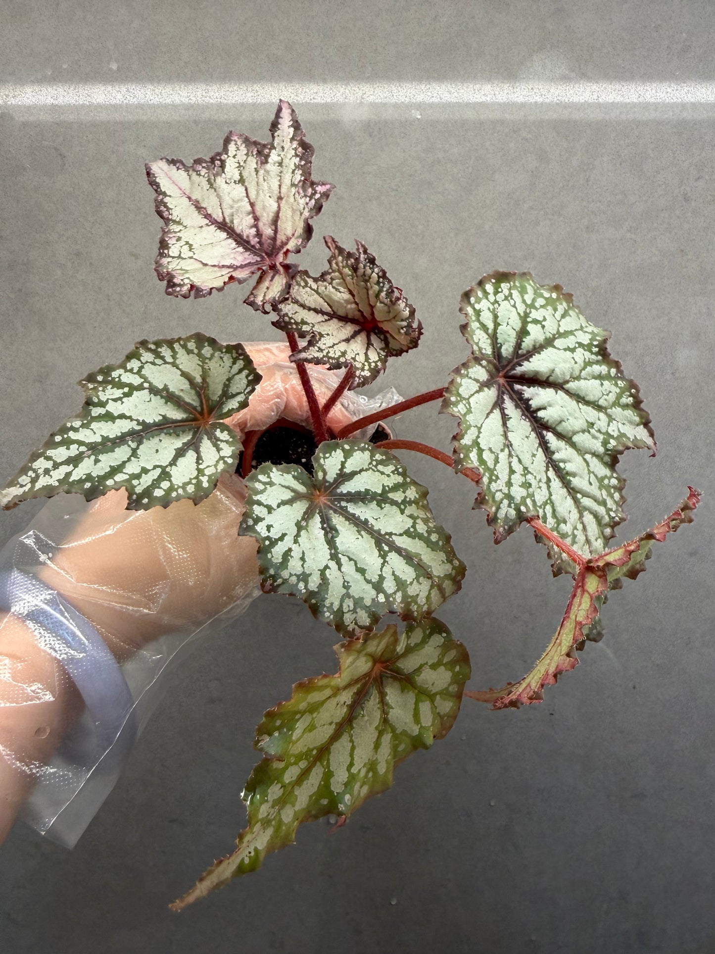 🌿 Begonia 'Robert Golden'