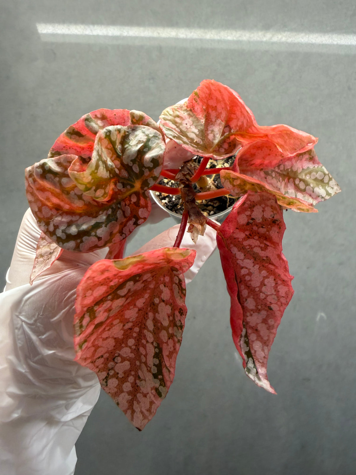 🌿 Begonia 'Snow Cap ‘Pink Variegated