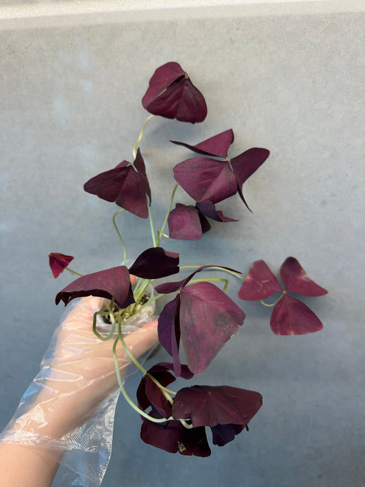 🌿Oxalis Triangularis