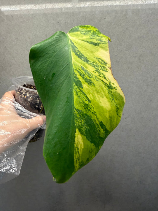 🌿 Monstera Aurea