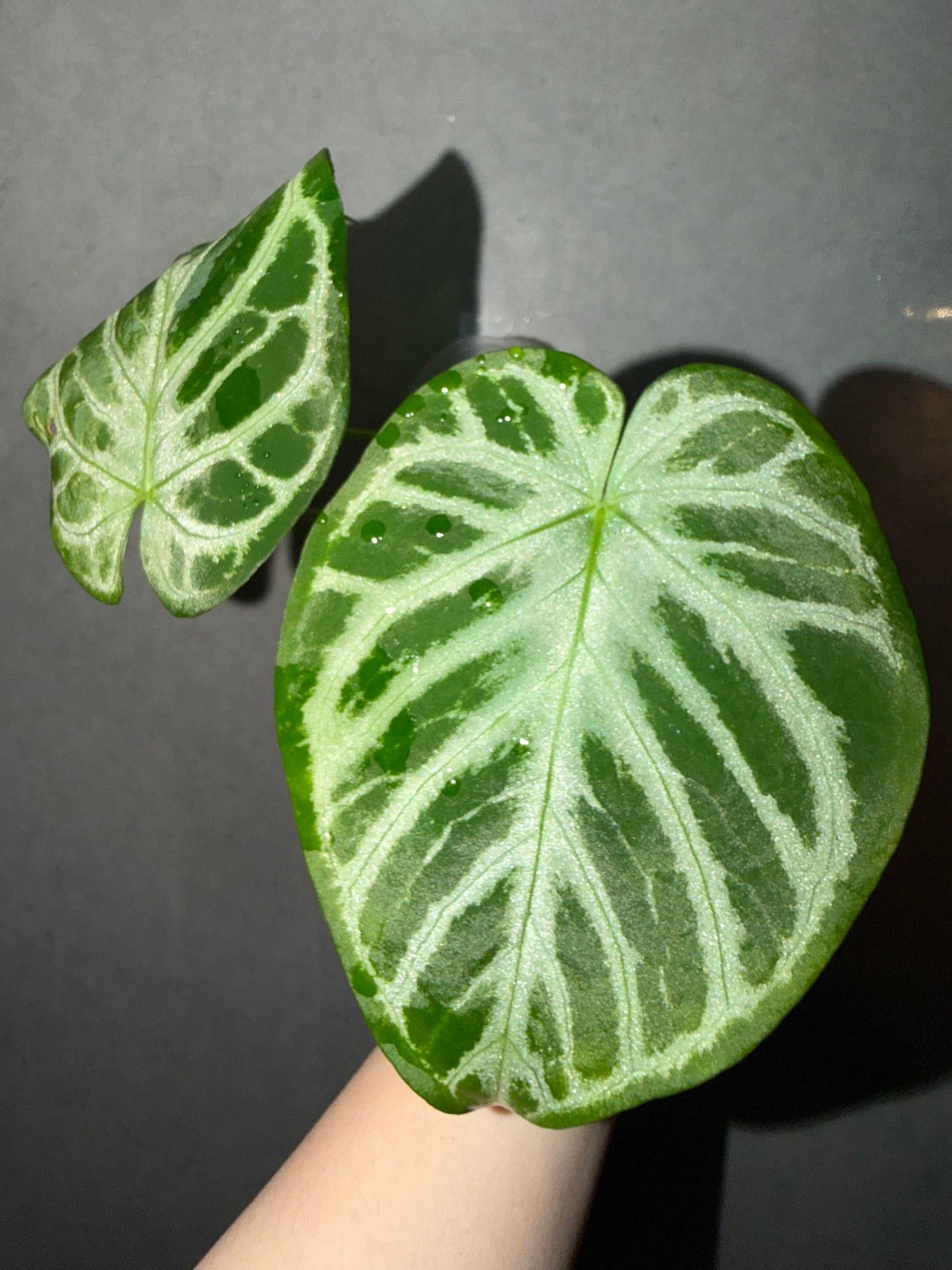 🌿Anthurium Silver Blush