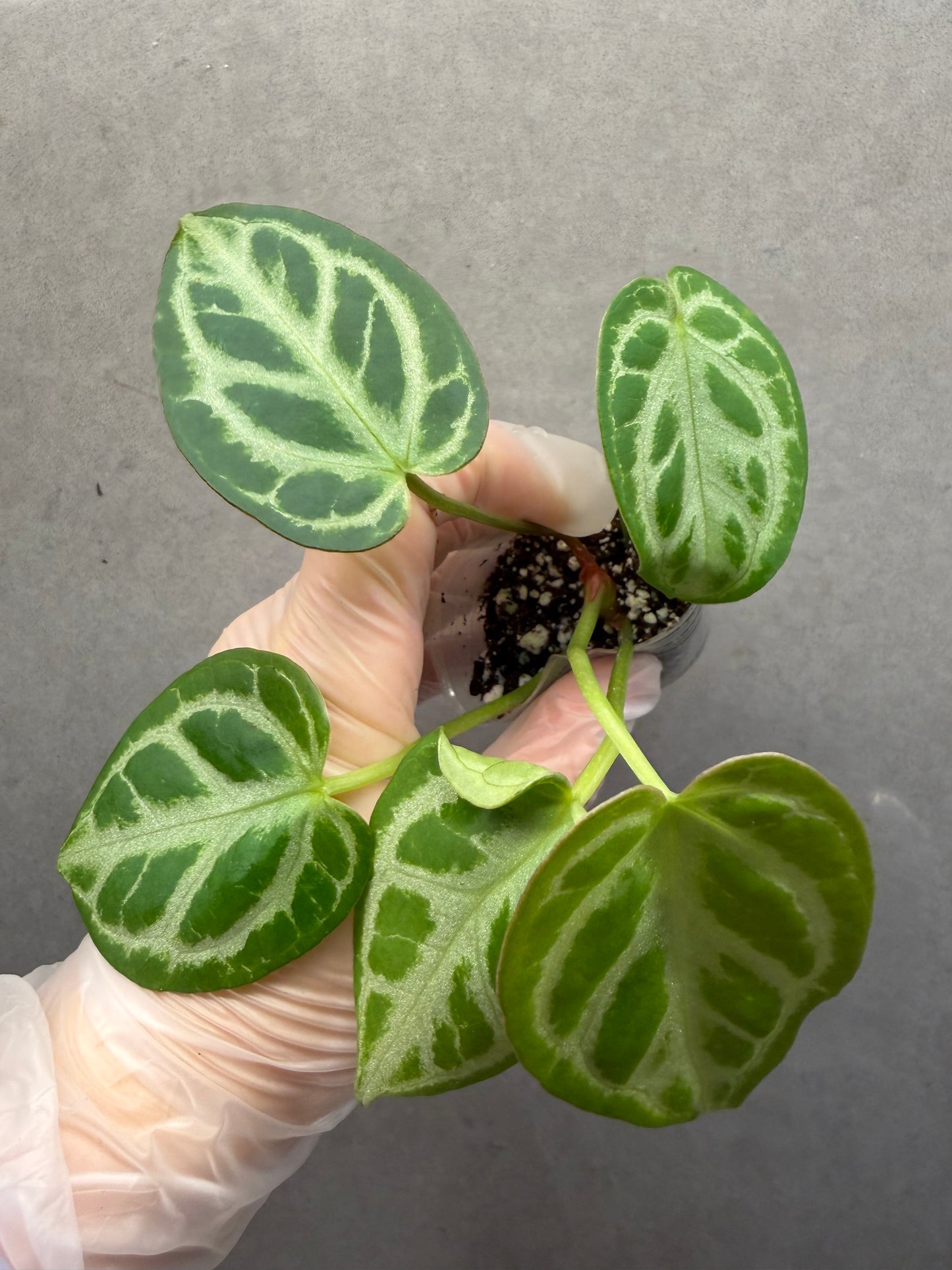 Anthurium ‘Hope’ Crystal