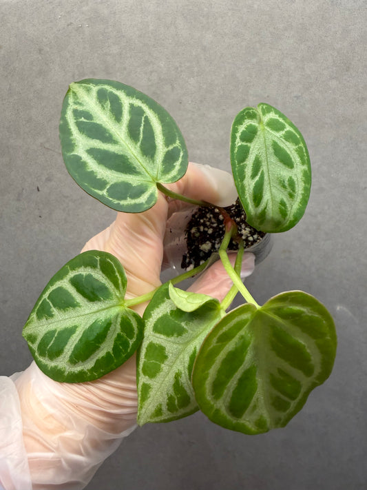 Anthurium ‘Hope’ Crystal