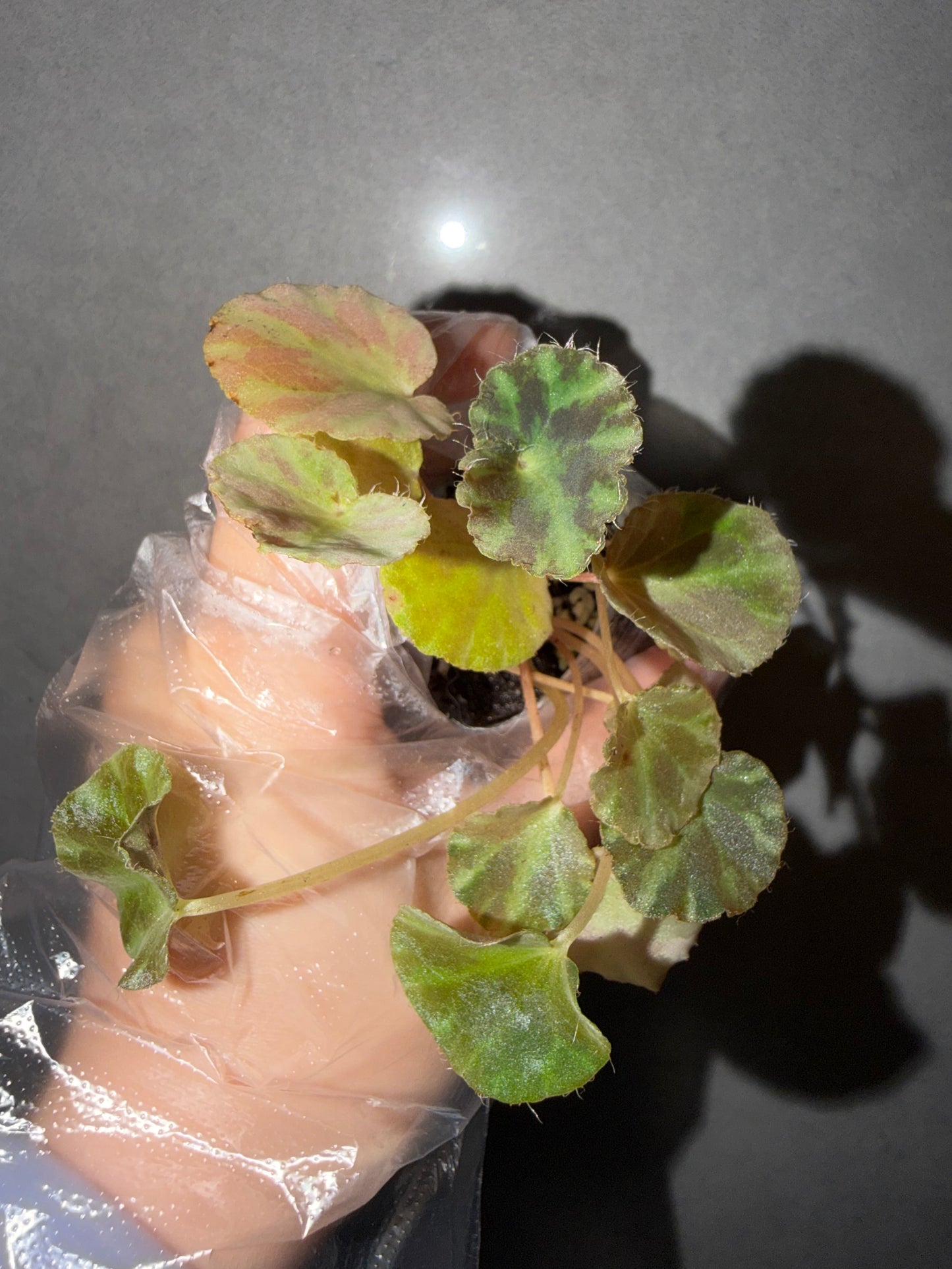 🌿Begonia cleopatrae