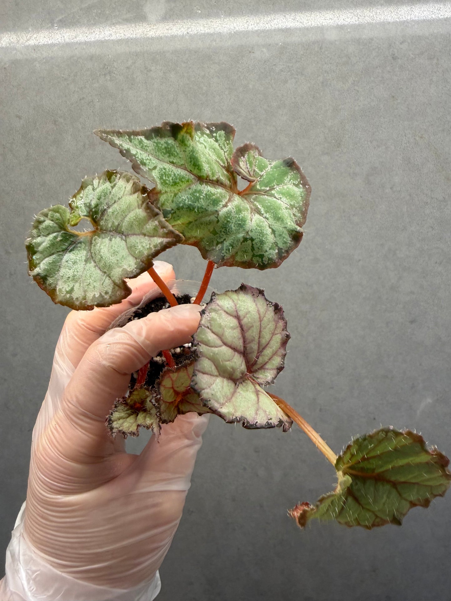 🌿 Begonia ‘DS Amor Amor’