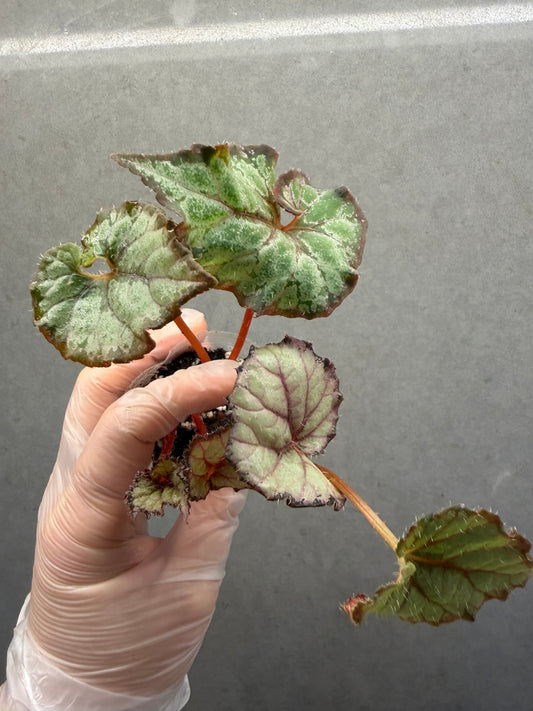 🌿 Begonia ‘DS Amor Amor’
