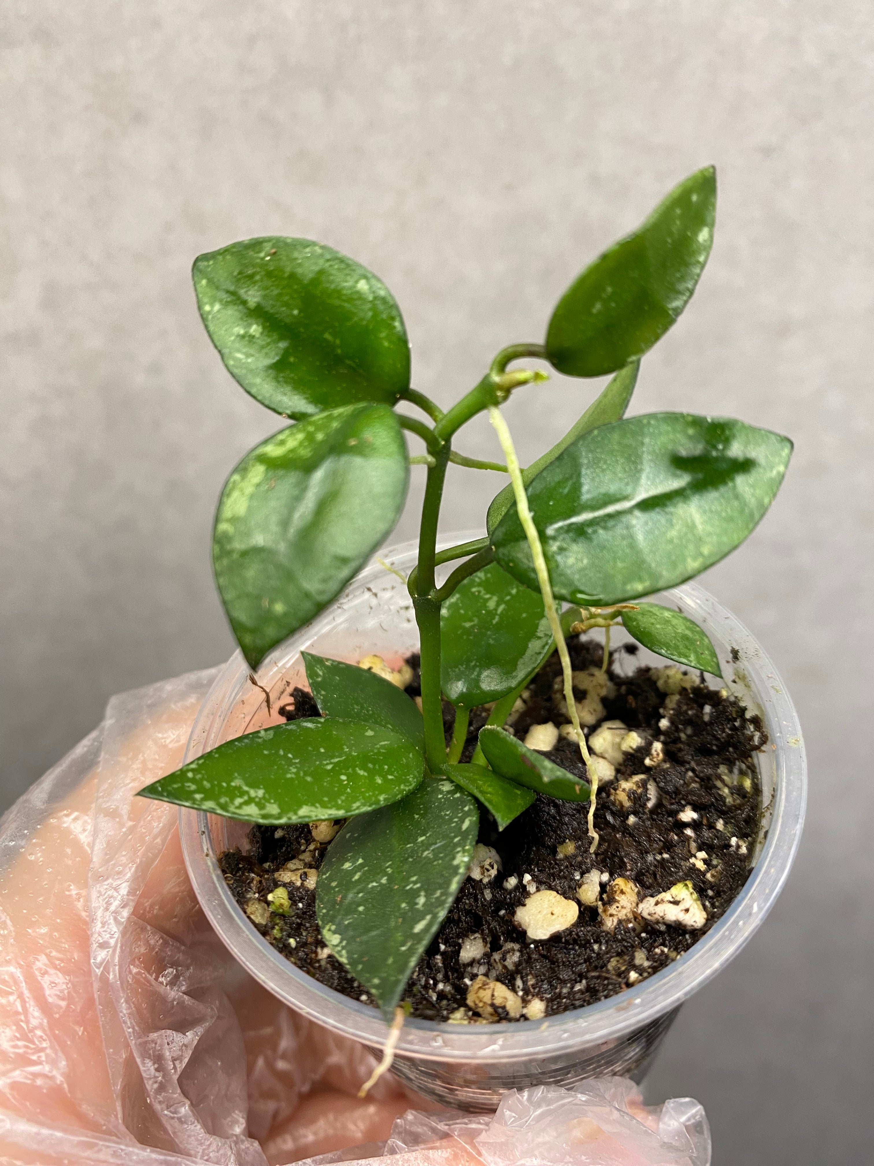 🌿 Hoya Combo (5 types) – Toronto Rare Plants