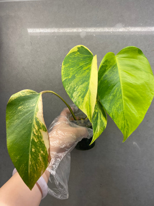 🌿 Monstera Aurea
