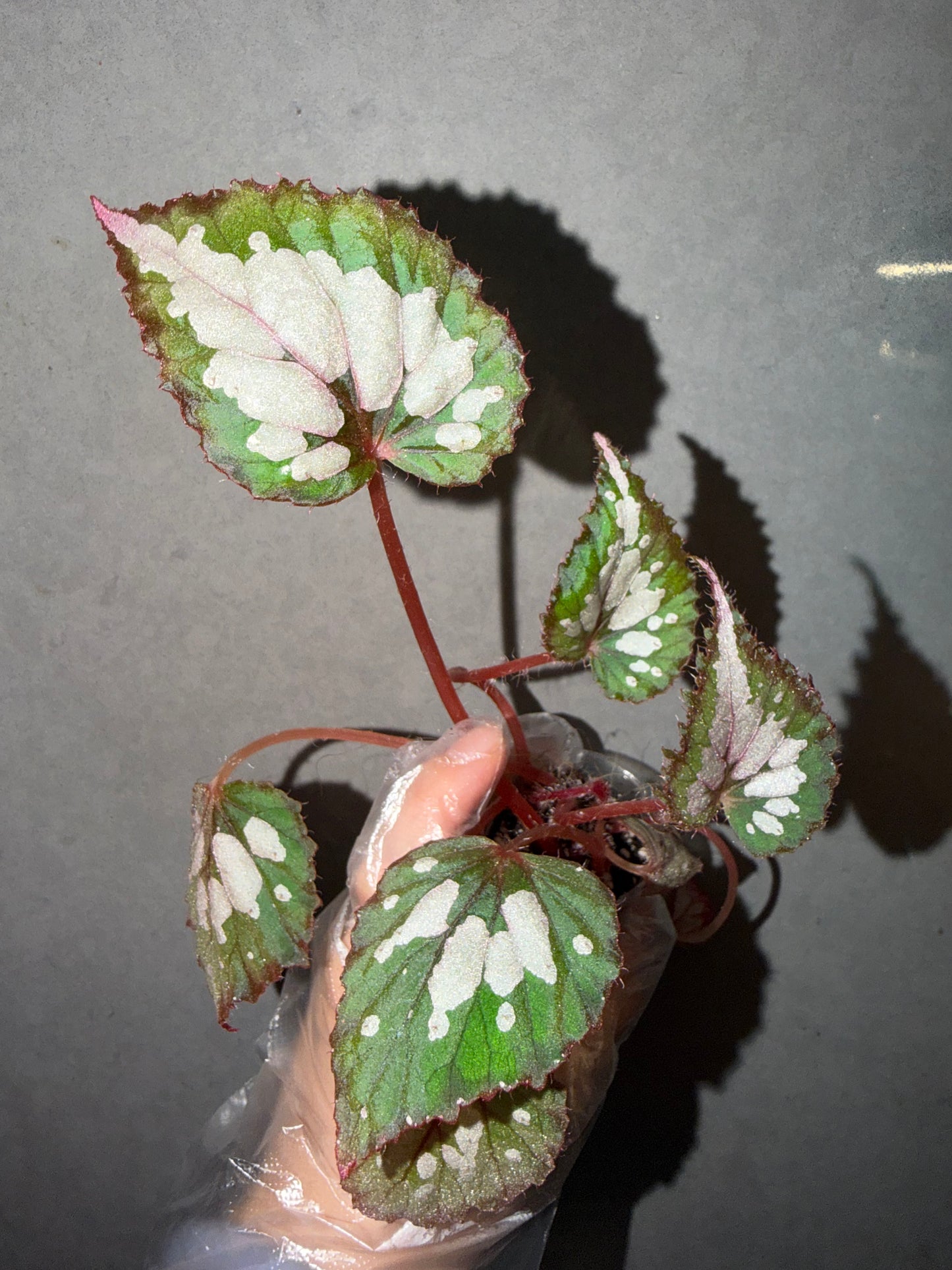 🌿Begonia Rex hybrid ’Blue-Green‘