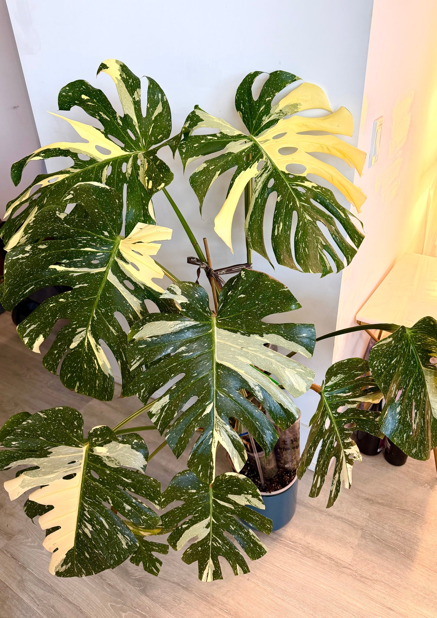 Monstera Thai Mother plant(GTA only)