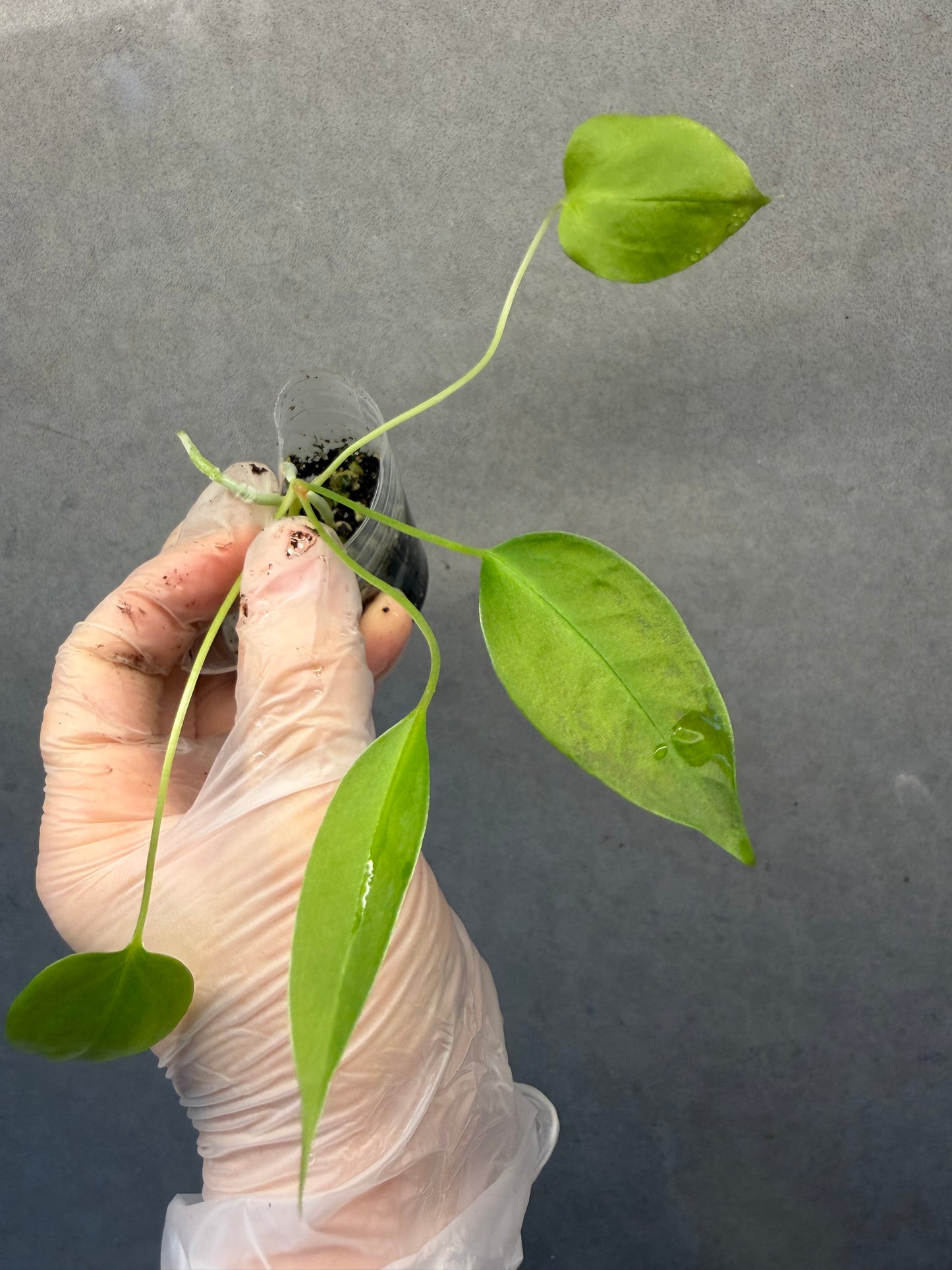 Anthurium “Gracile”seeding