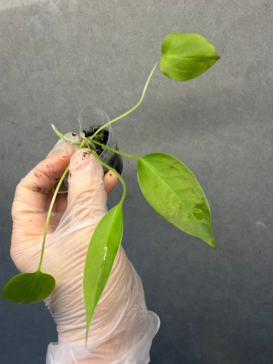 Anthurium “Gracile”seeding