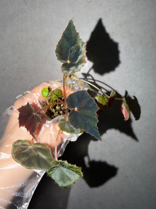 🦢Begonia black velvet