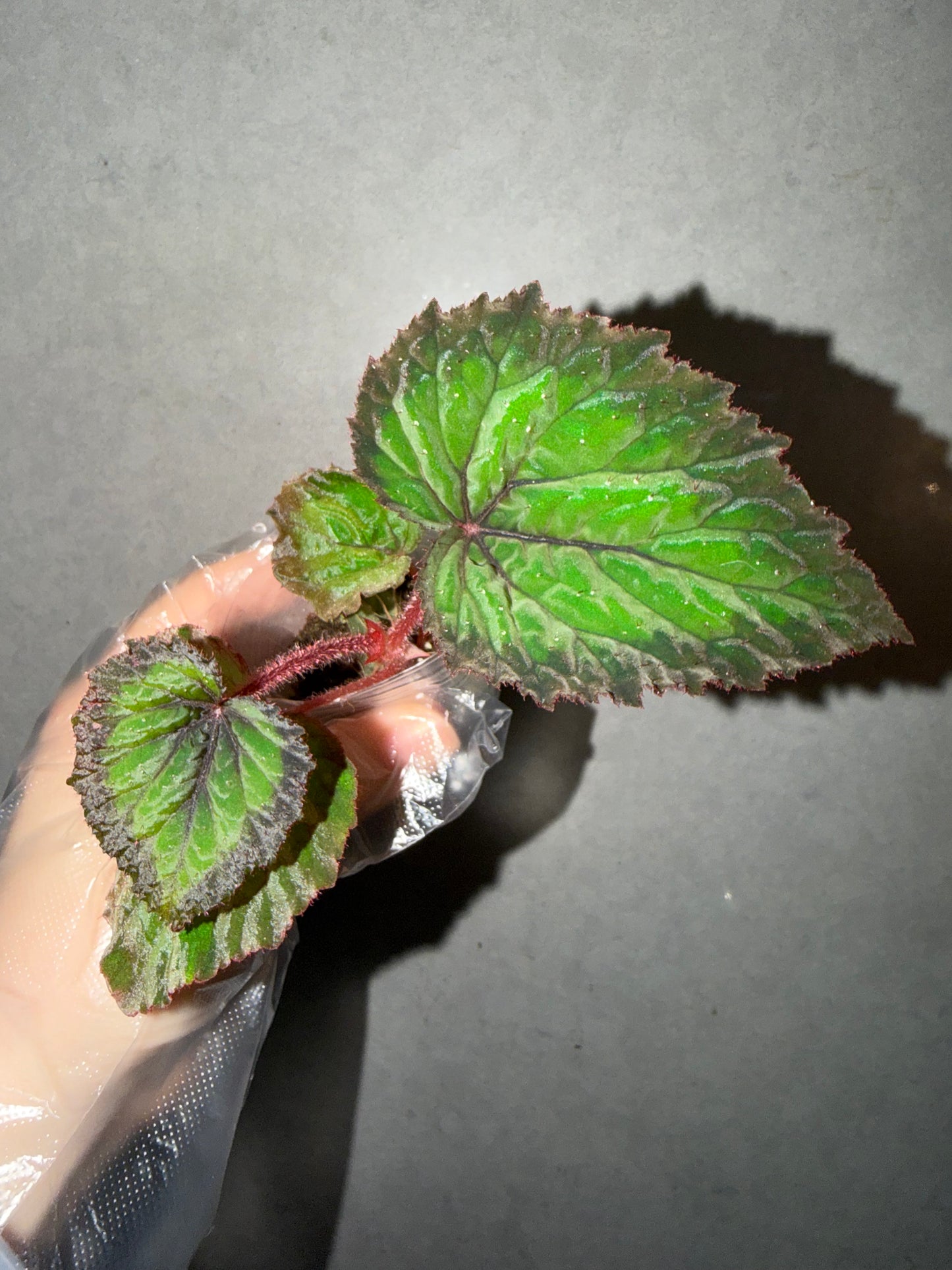 🌿Begonia NoID