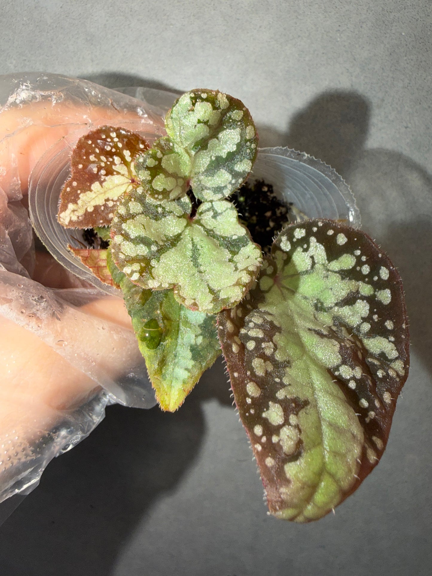 🌿Begonia semiparietalis