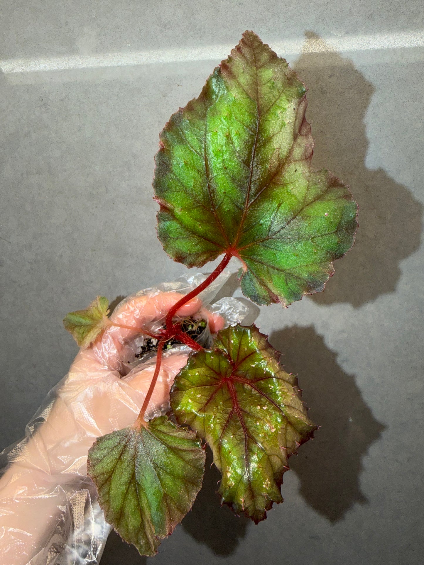 🌿Begonia DS-Chocolate Covered Cherry