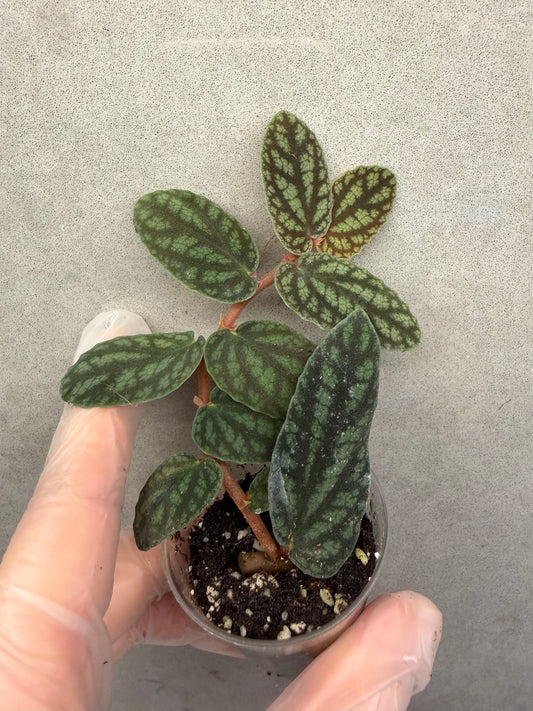 🌿Pellonia Pulchra