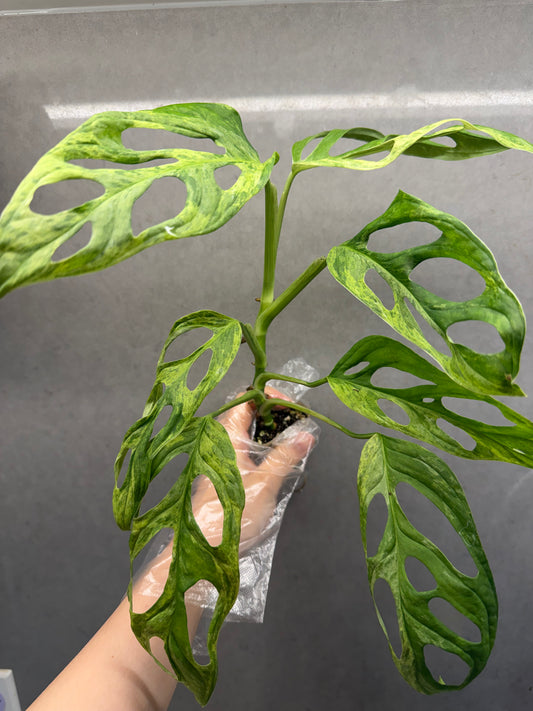 Monstera adansonii ‘Mint Variegated’