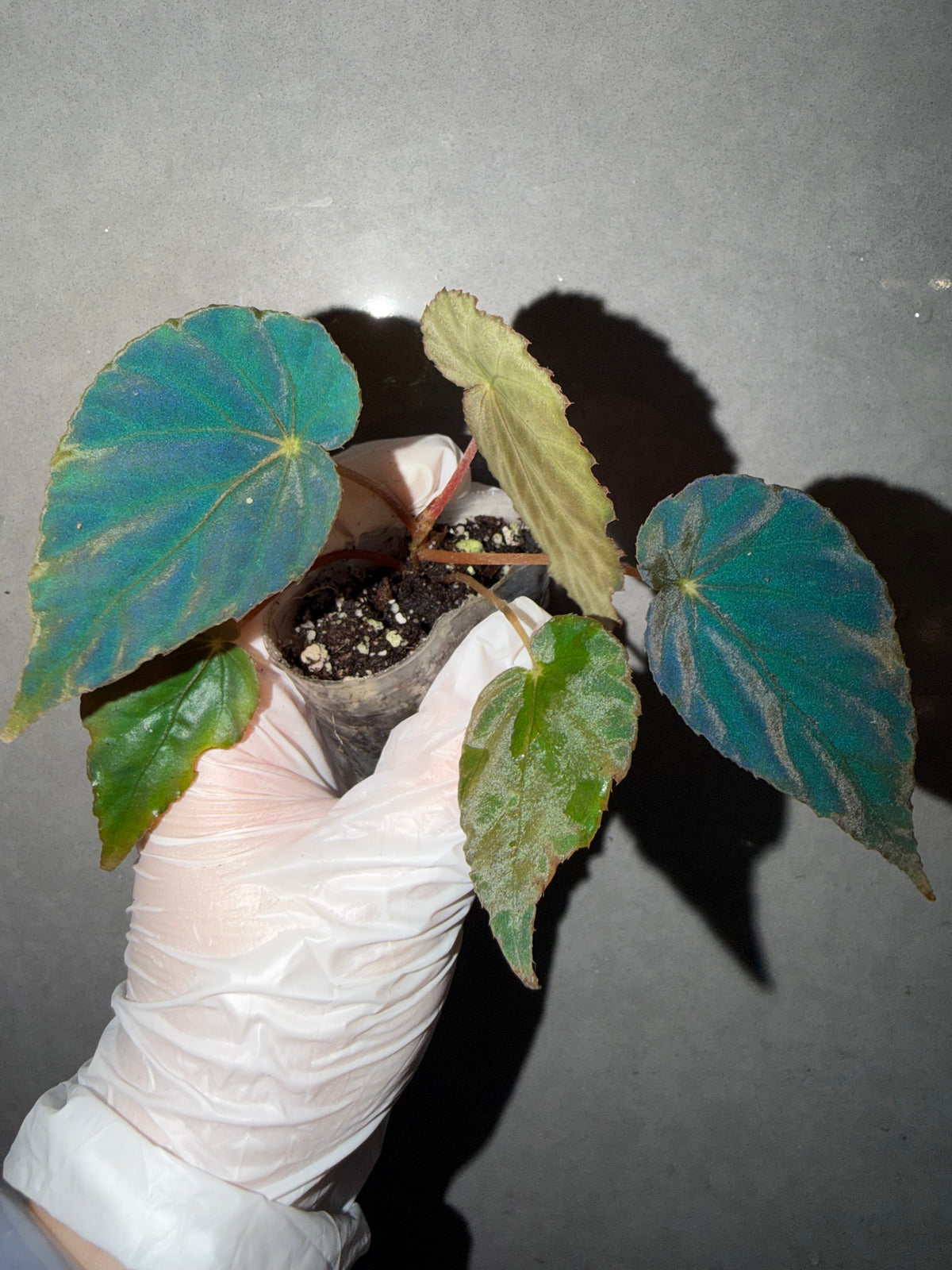 🦚 Begonia Pavonina