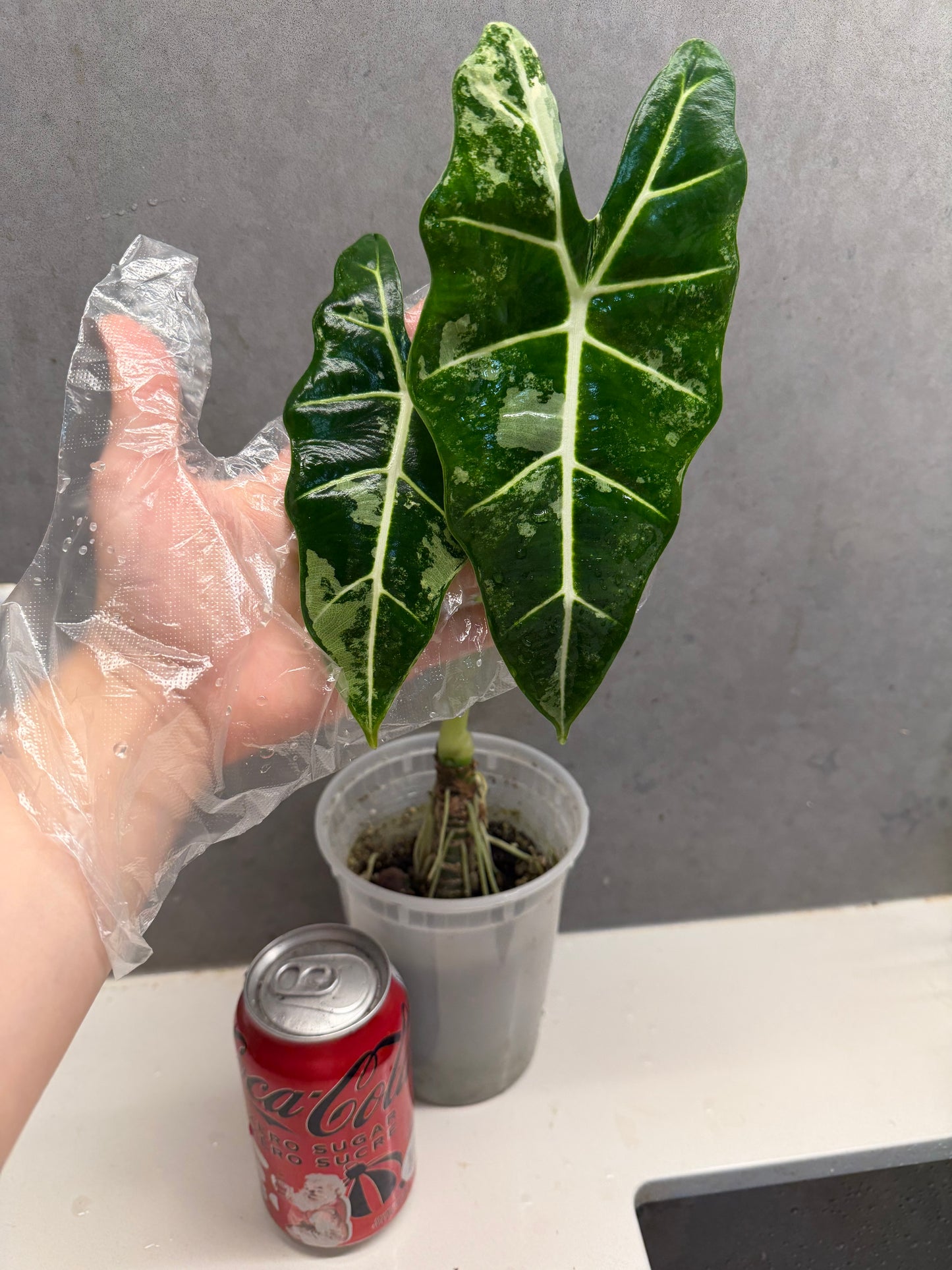 Alocasia ‘Frydek’ albo var(Mother Plant，GTA ONLY）