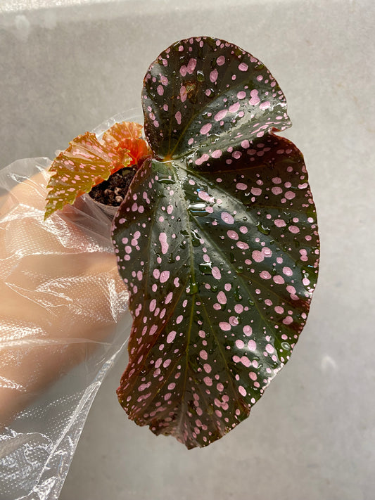 Begonia ‘Cracklin Rosie’