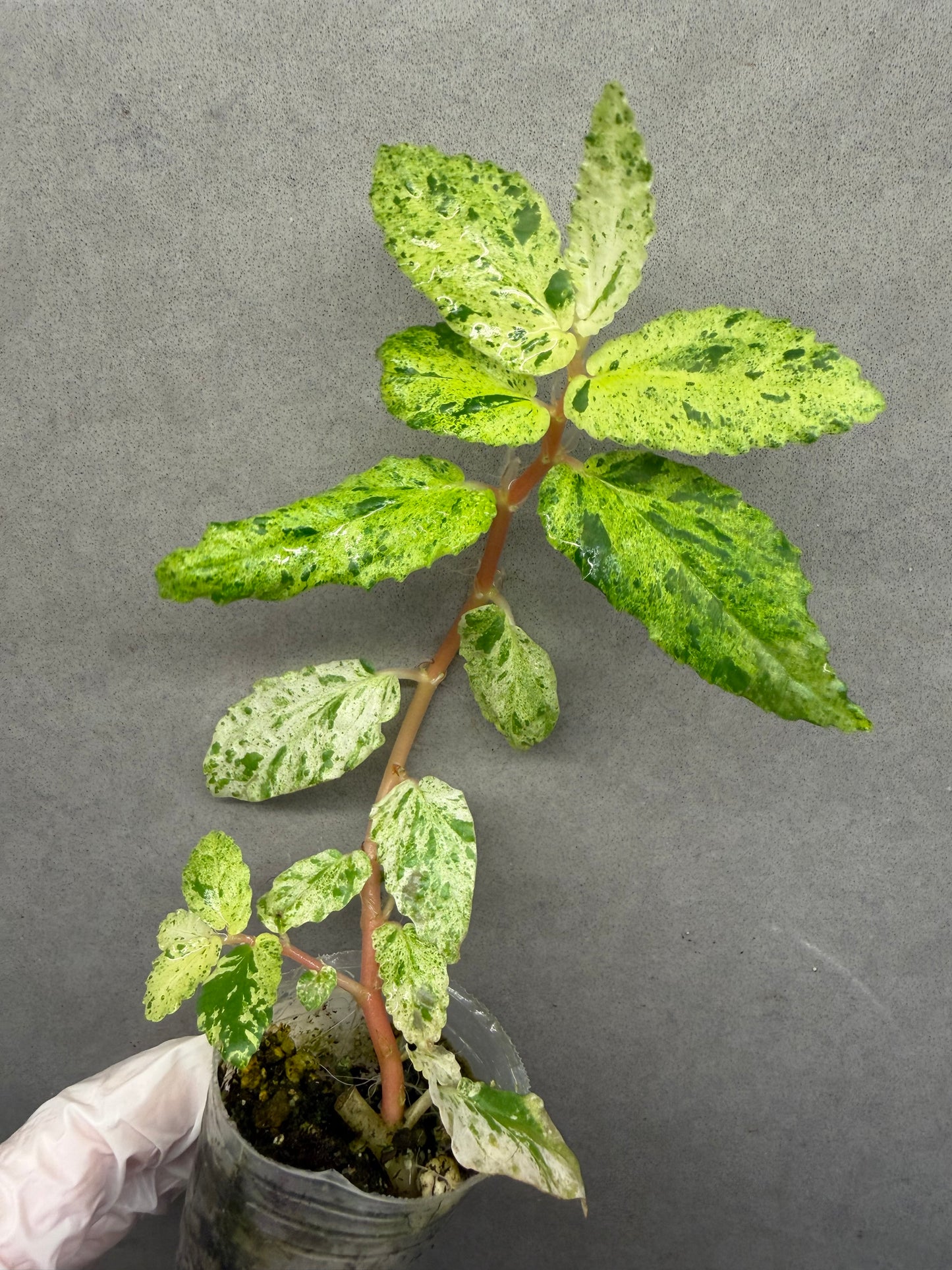 🌿Pellionia repens ’Variegata‘