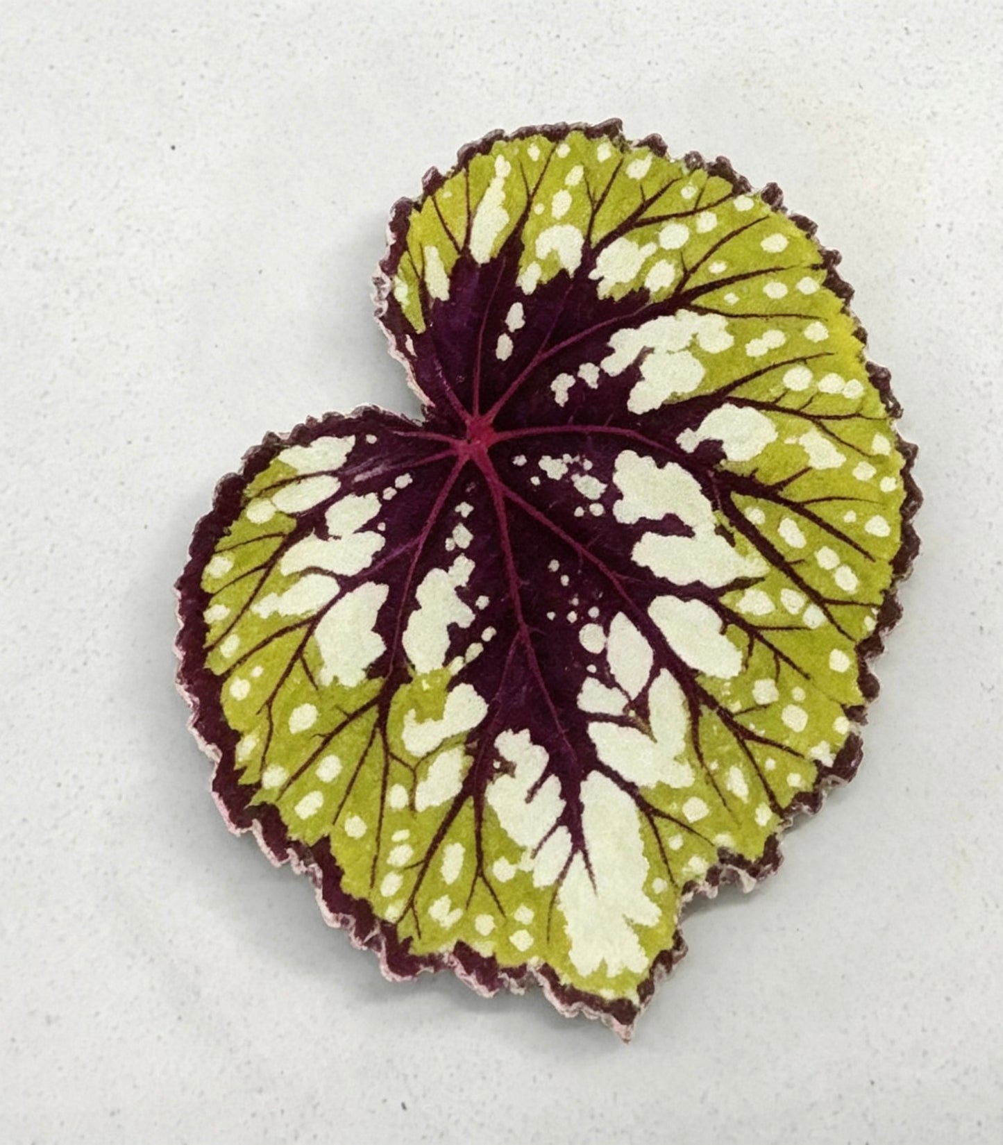 💜Begonia fridge magnet🩷