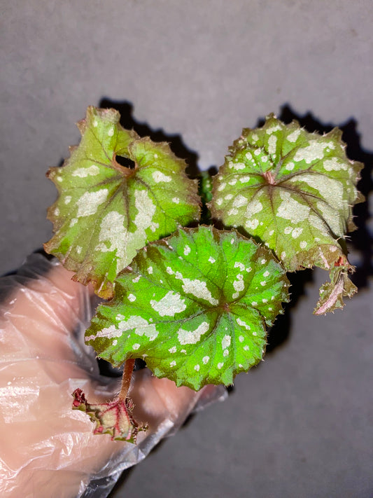 🌿 Begonia 'Carnival'