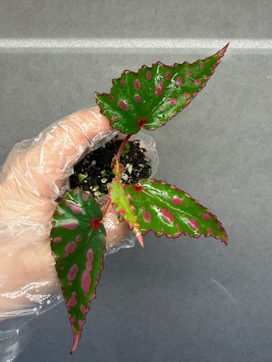 🌿Begonia ‘Pink Lava’