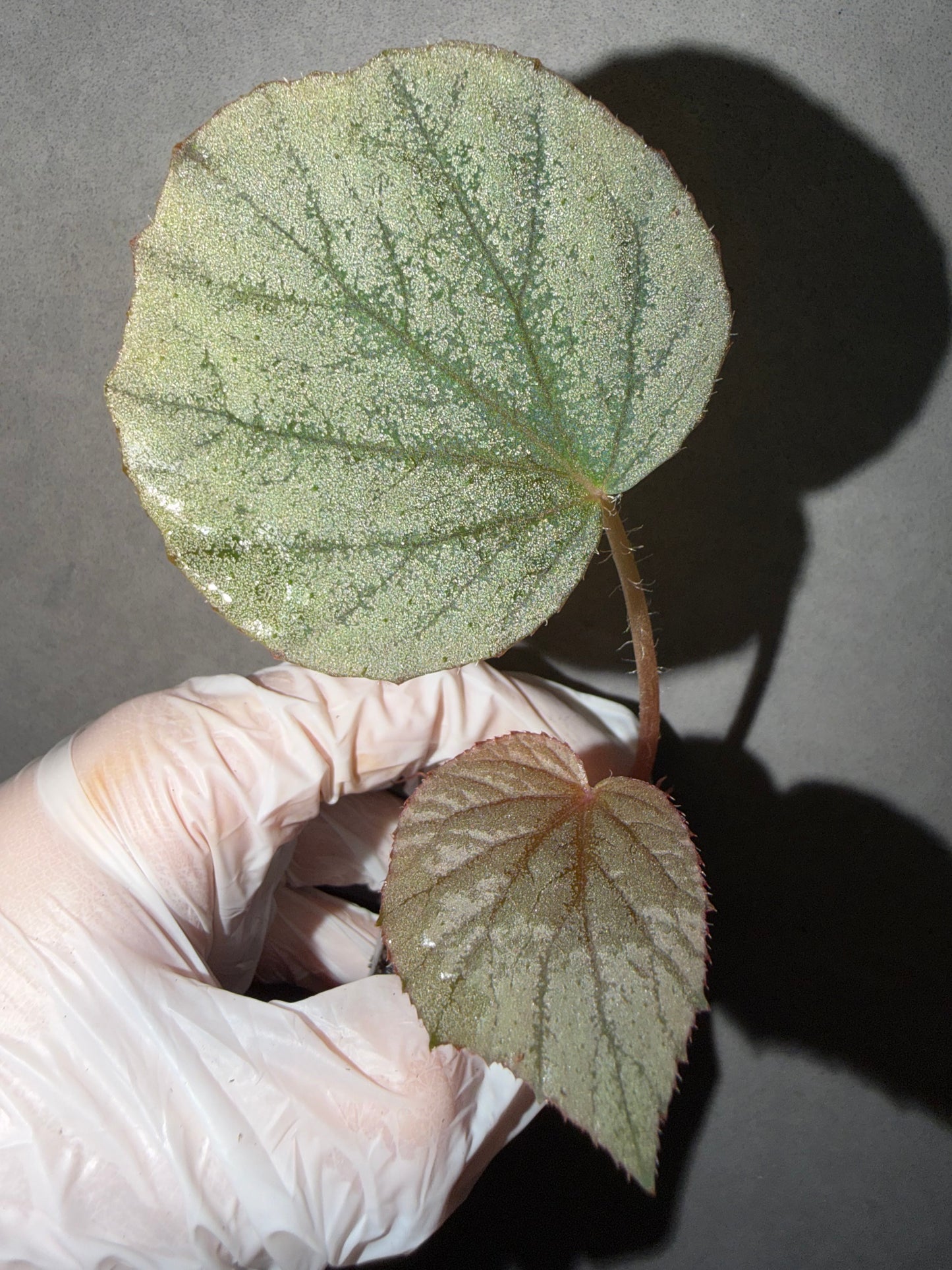 🌿Begonia U508