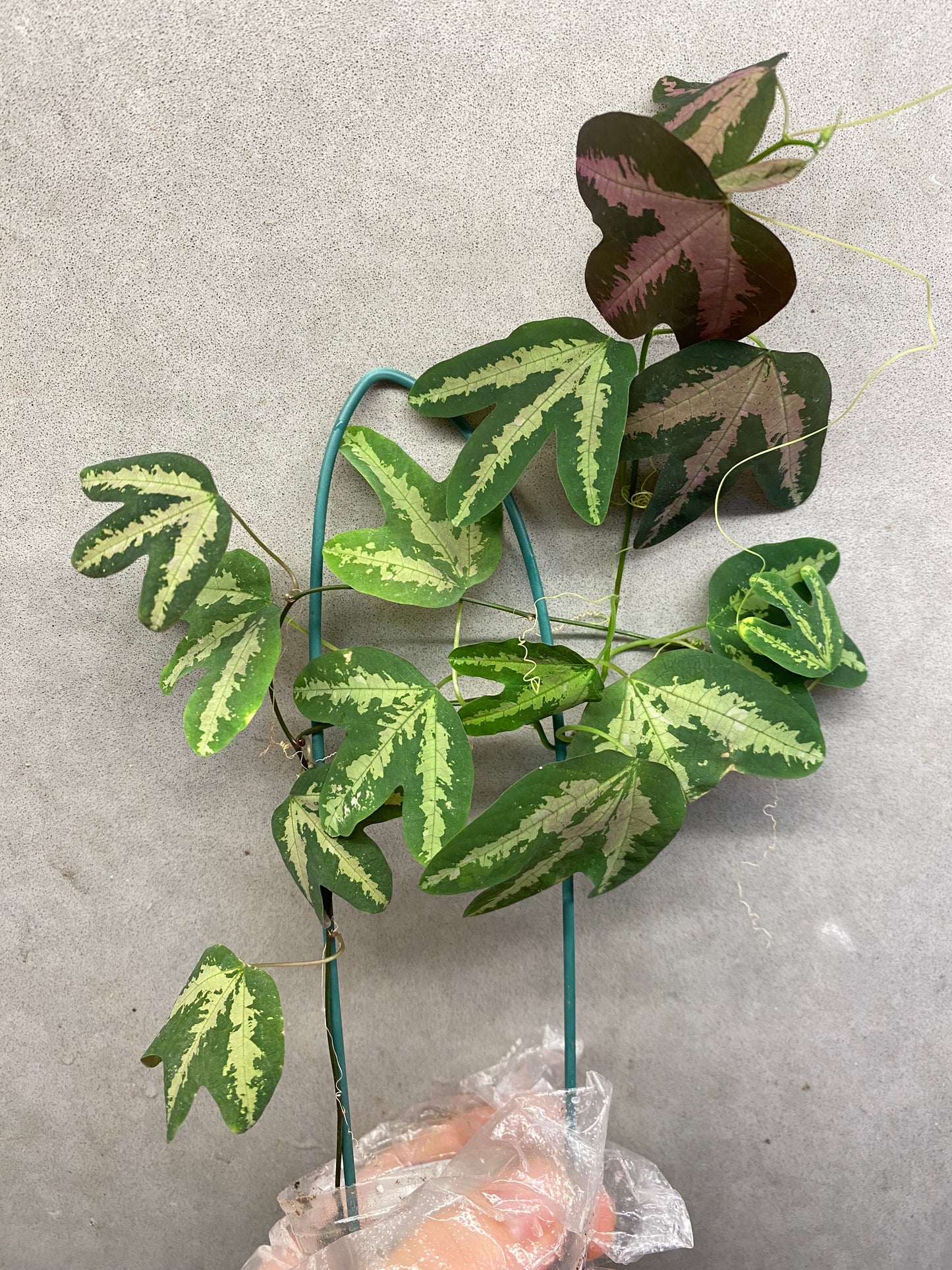 🌿 Assiflora trifasciata (Duck Feet Vine)