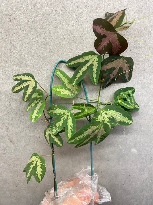 🌿 Assiflora trifasciata (Duck Feet Vine)