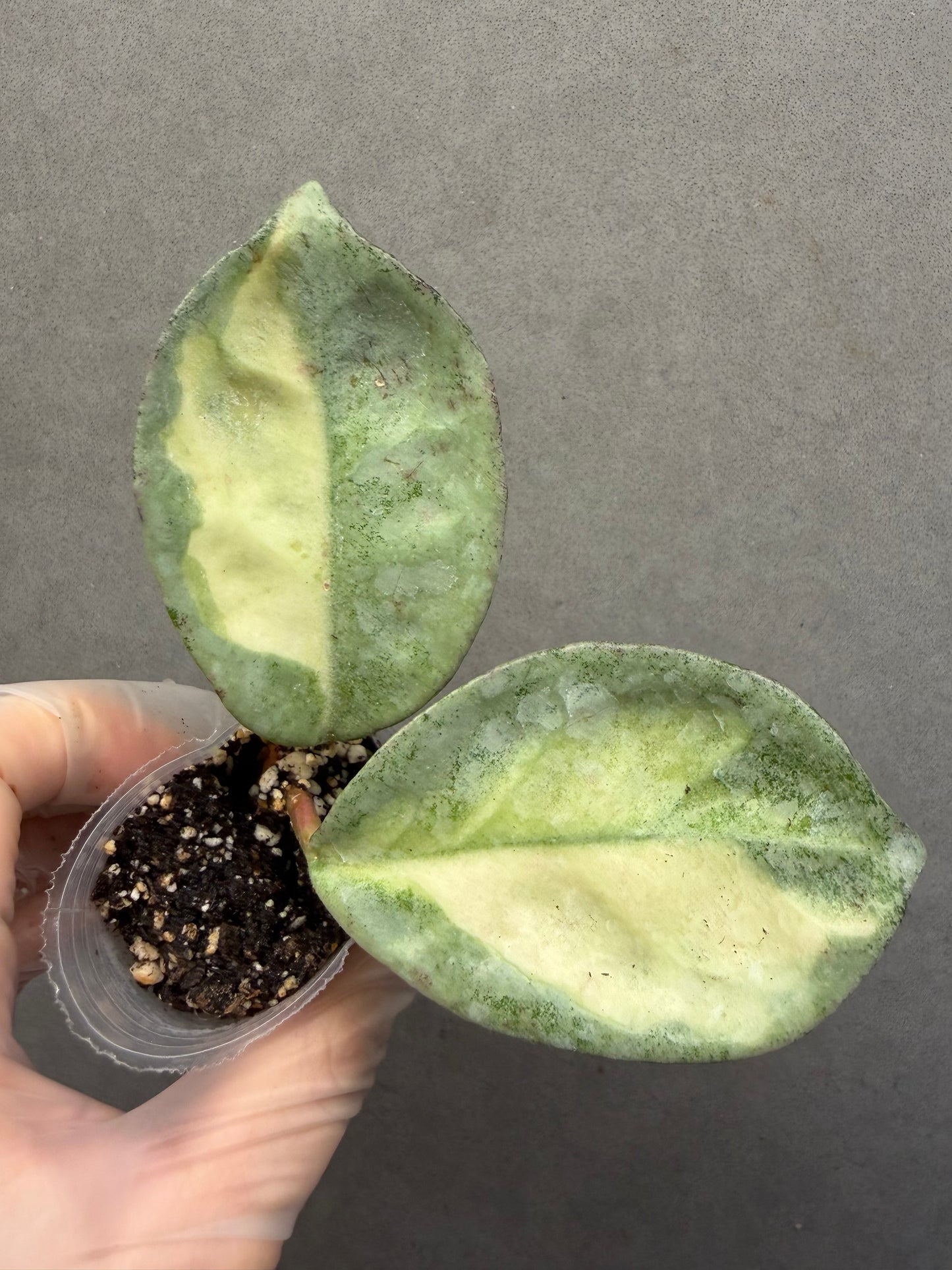 🌿Hoya Argentea Princess