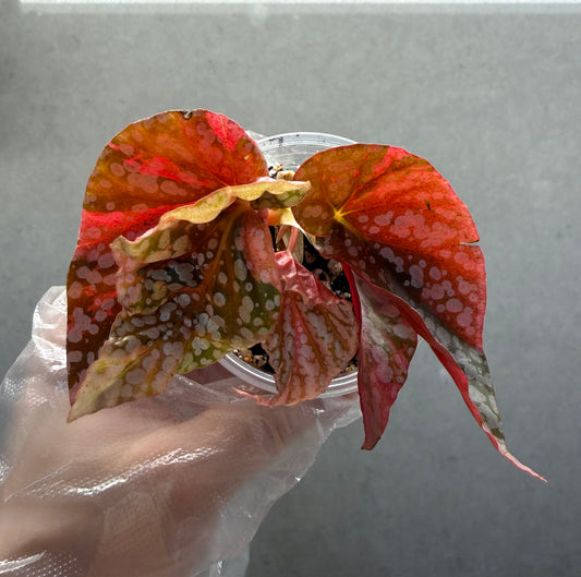🌿 Begonia 'Snow Cap Pink'