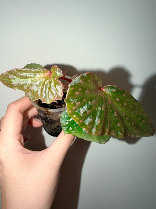🌿 Begonia malachosticta