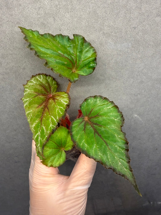 🌿Begonia 'Miss Louisiana