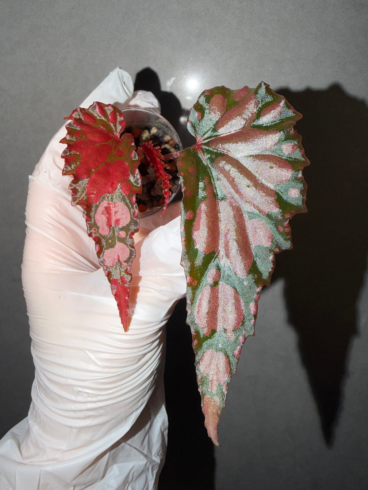 🖤Begonia ‘Lilith’