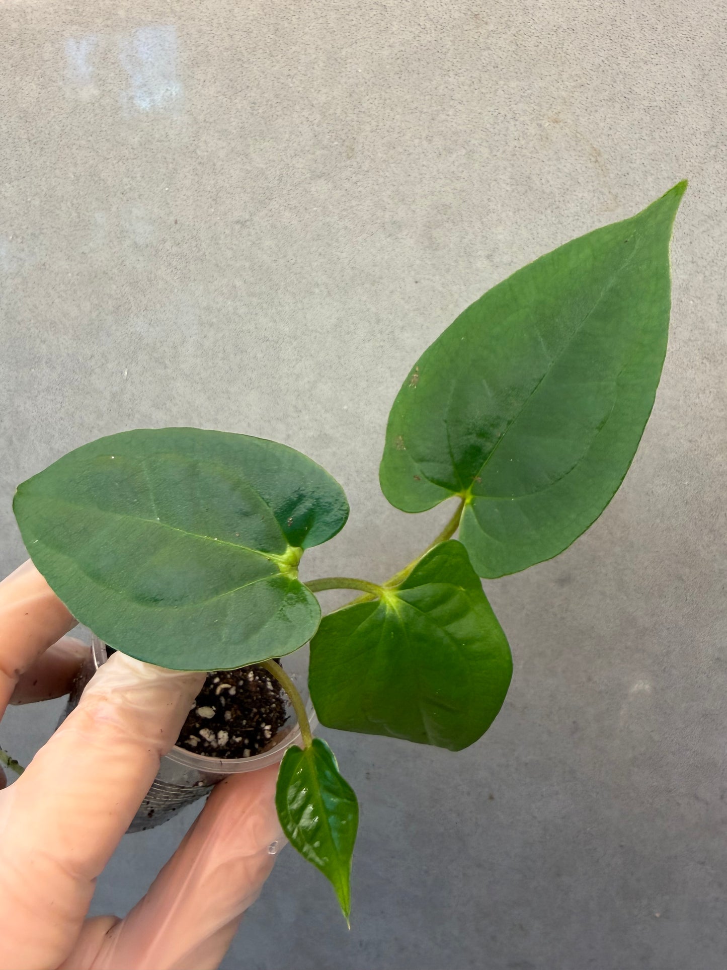 Anthurium Aos*Papi