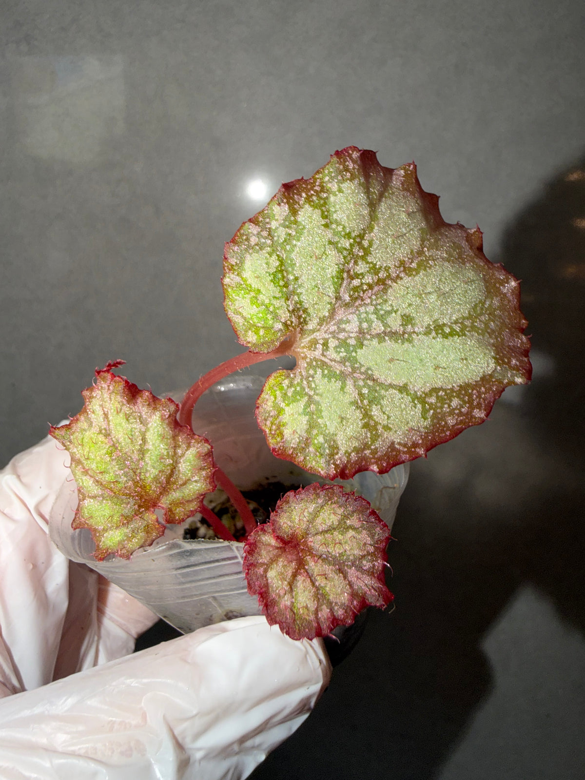 Begonia 5 Combo：sp. Sabah Pink➕ Black Mountain➕ Pink Panther➕ hybrid Blue-Green➕ black velvet