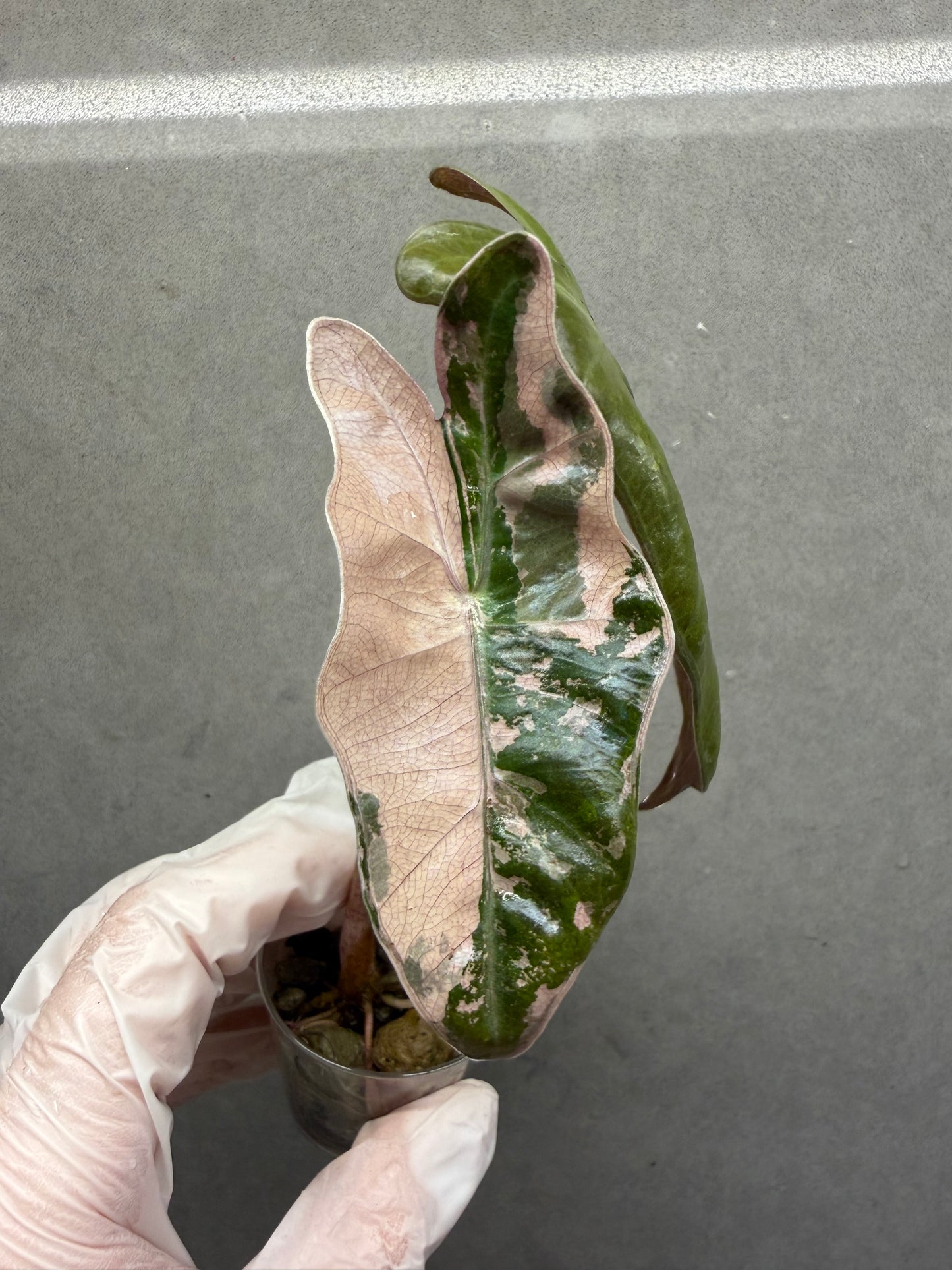 🌿Alocasia pseudo sanderiana pink variegated